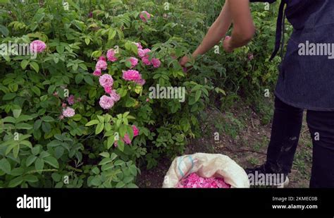 harvesting rose petals.